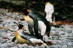 Mating_Penguins